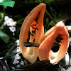 Stinky Squid Stinkhorn Mushroom