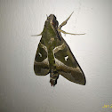 Hawkmoth