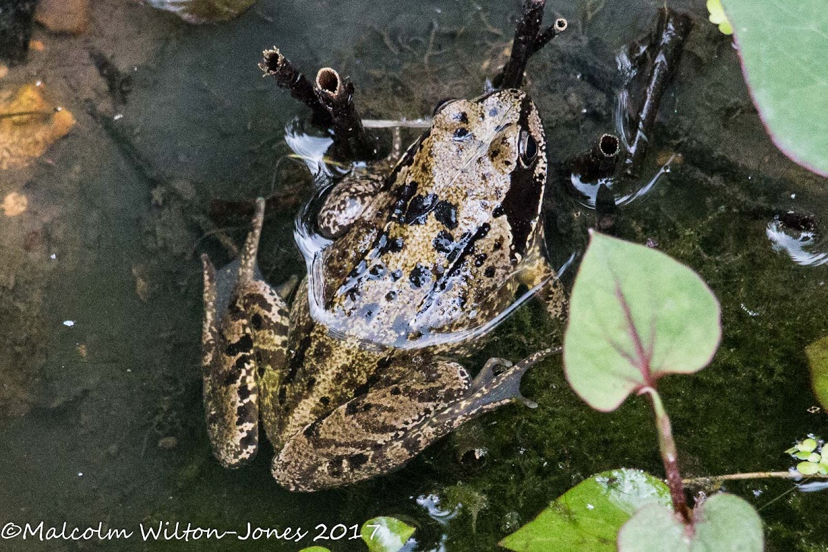 Common Frog