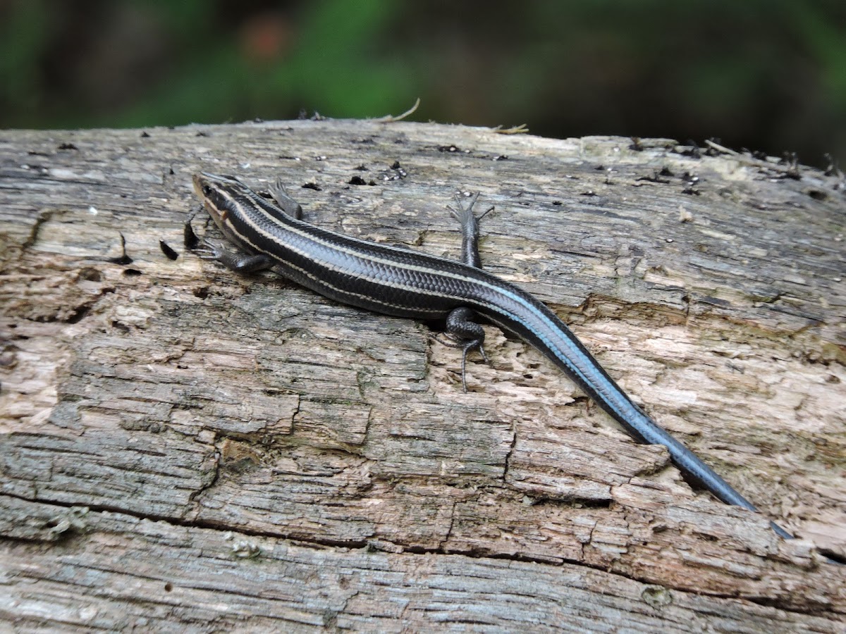 American five-lined skink