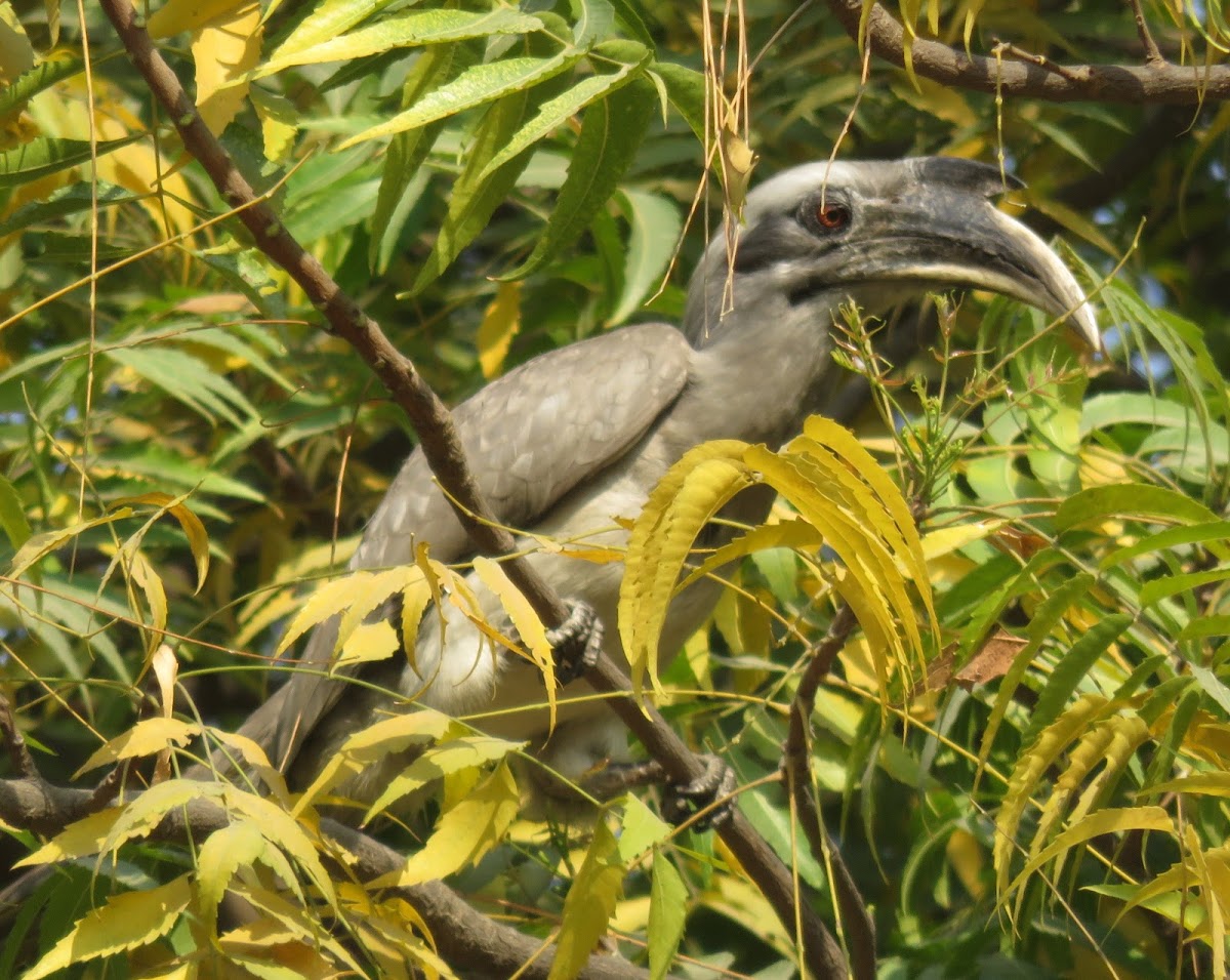 Indian Grey Hornbill