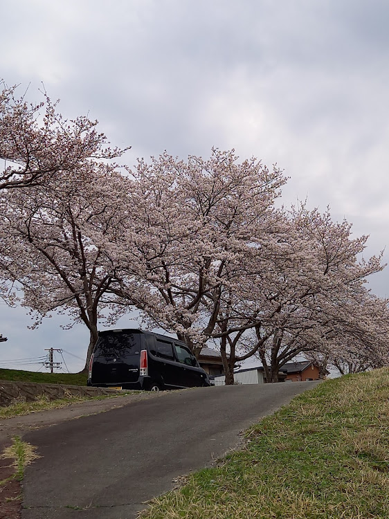 ワゴンRの桜が満開？🤔に関するカスタム事例の投稿画像2枚目