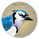 Dawn Chorus icon