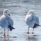 Black-headed Gull