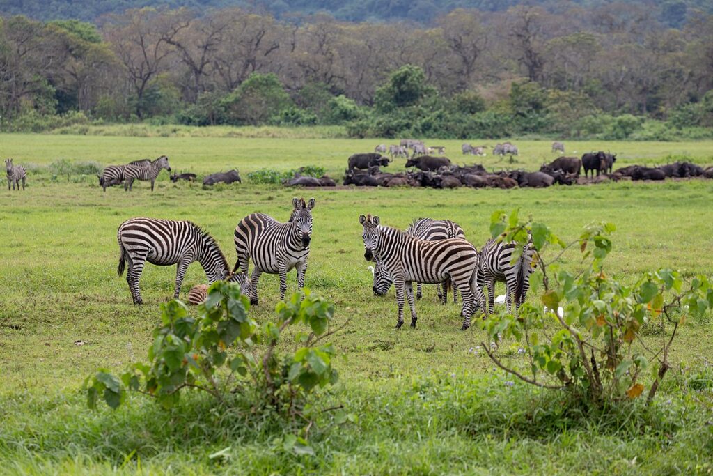 Arusha National Park Tanzania reopening tourism