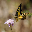 Macaón (Old World swallowtail)