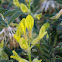 Astragalus caprinus L. subsp. huetii (Bunge) Podlech