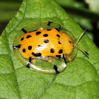 Spotted Tortoise Beetle