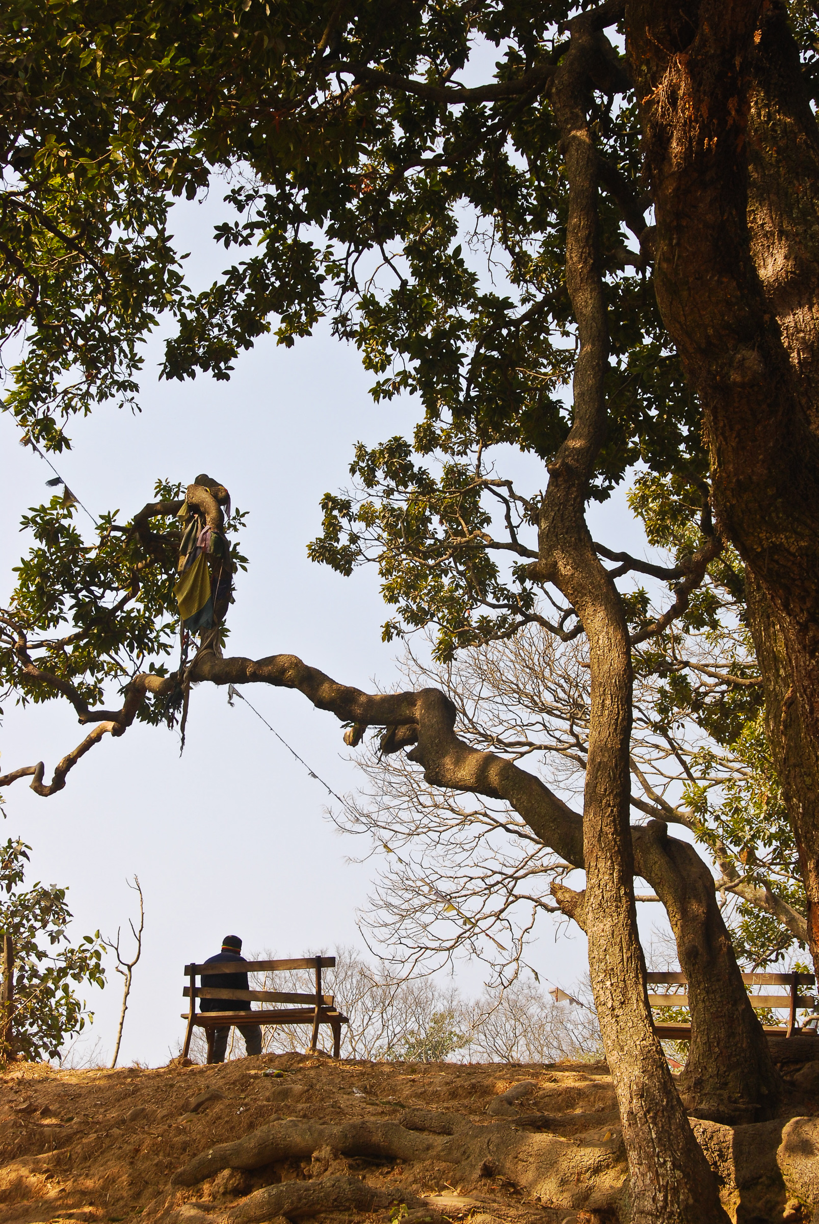 L'albero della solitudine di Pino Cappellano