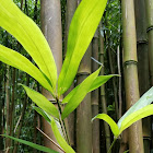 Bamboo