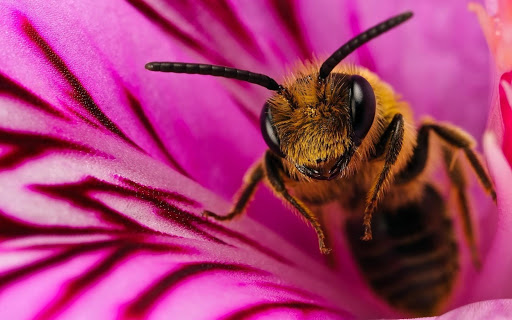 蜜蜂壁紙