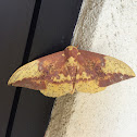 Imperial moth