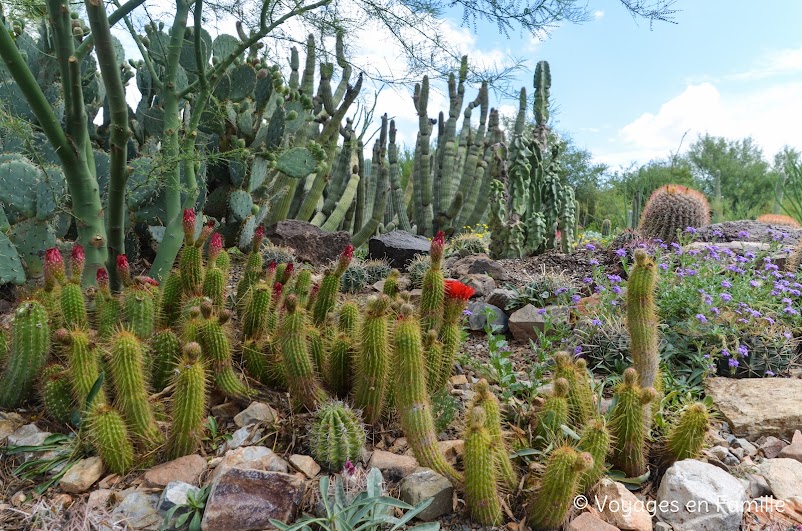 Sonora desert museum