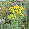 Ragwort