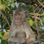 Crab-eating/Long-tailed Macaque