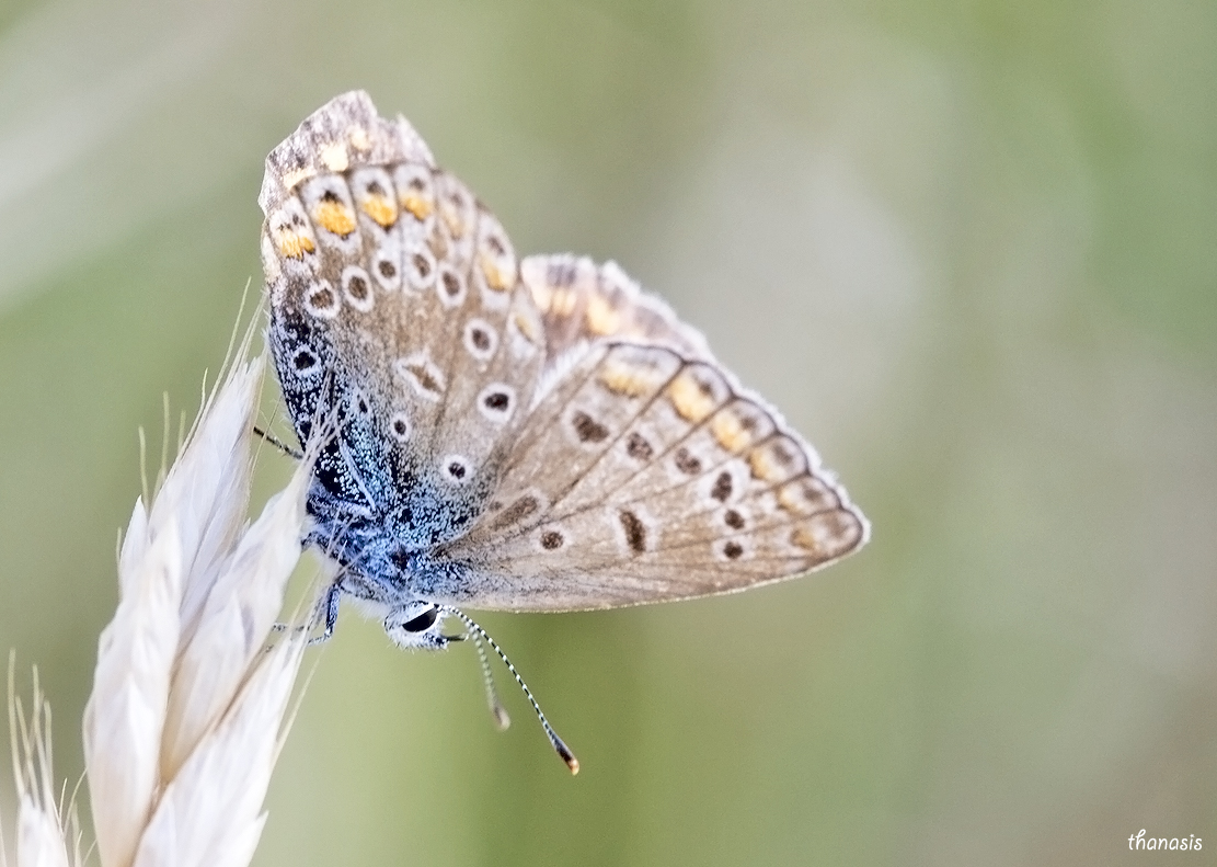 Common Blue