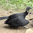 Black Vulture