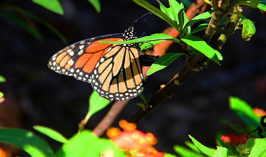 monarch butterfly