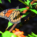 monarch butterfly