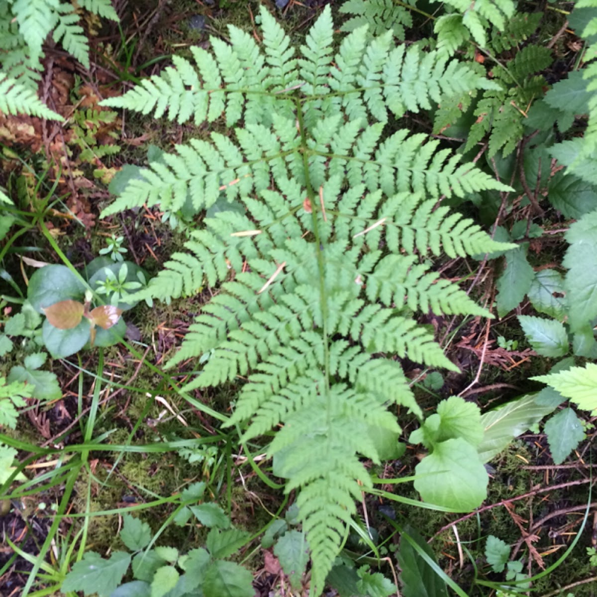 Spreading wood fern