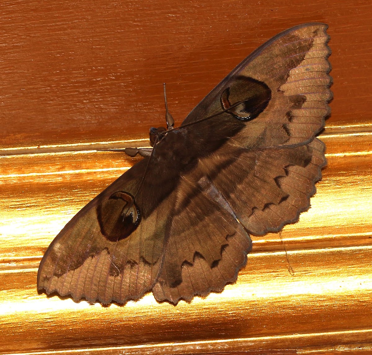 Erebid Moth