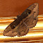 Erebid Moth