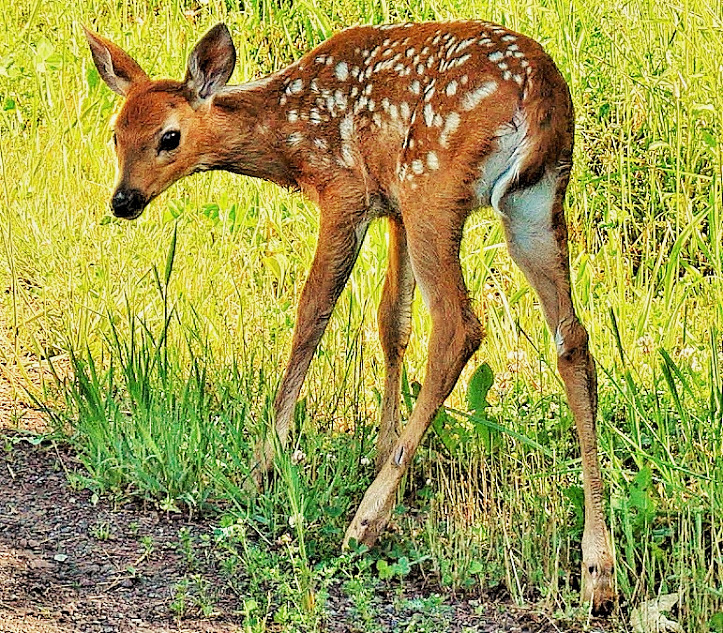 White-tailed deer