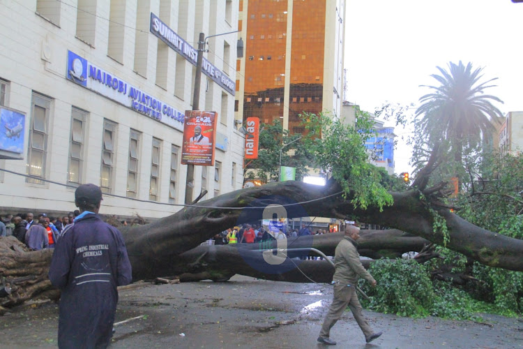 A section of Moi Avenue blocked after fall of huge tree on Wednesday, April 24, 2024.