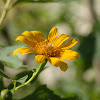 Mexican Sunflower