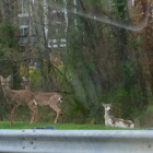 White-tailed Deer