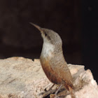 Canyon Wren