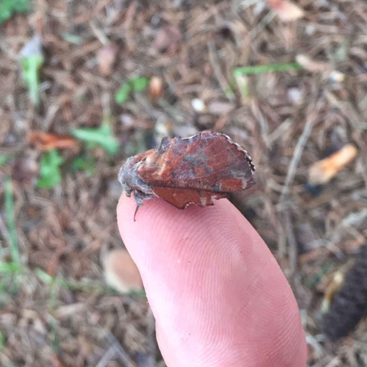 American Lappet Moth