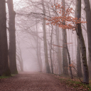 Forest along the road