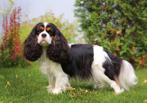 king charles spaniel best dog breeds for veterans