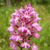 Pyramidal Orchid