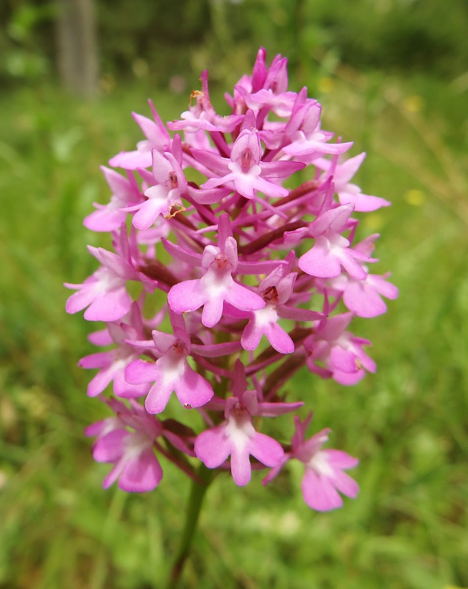 Pyramidal Orchid