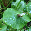 Miner's Lettuce