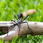 Scorpion Mimic Stick Insect