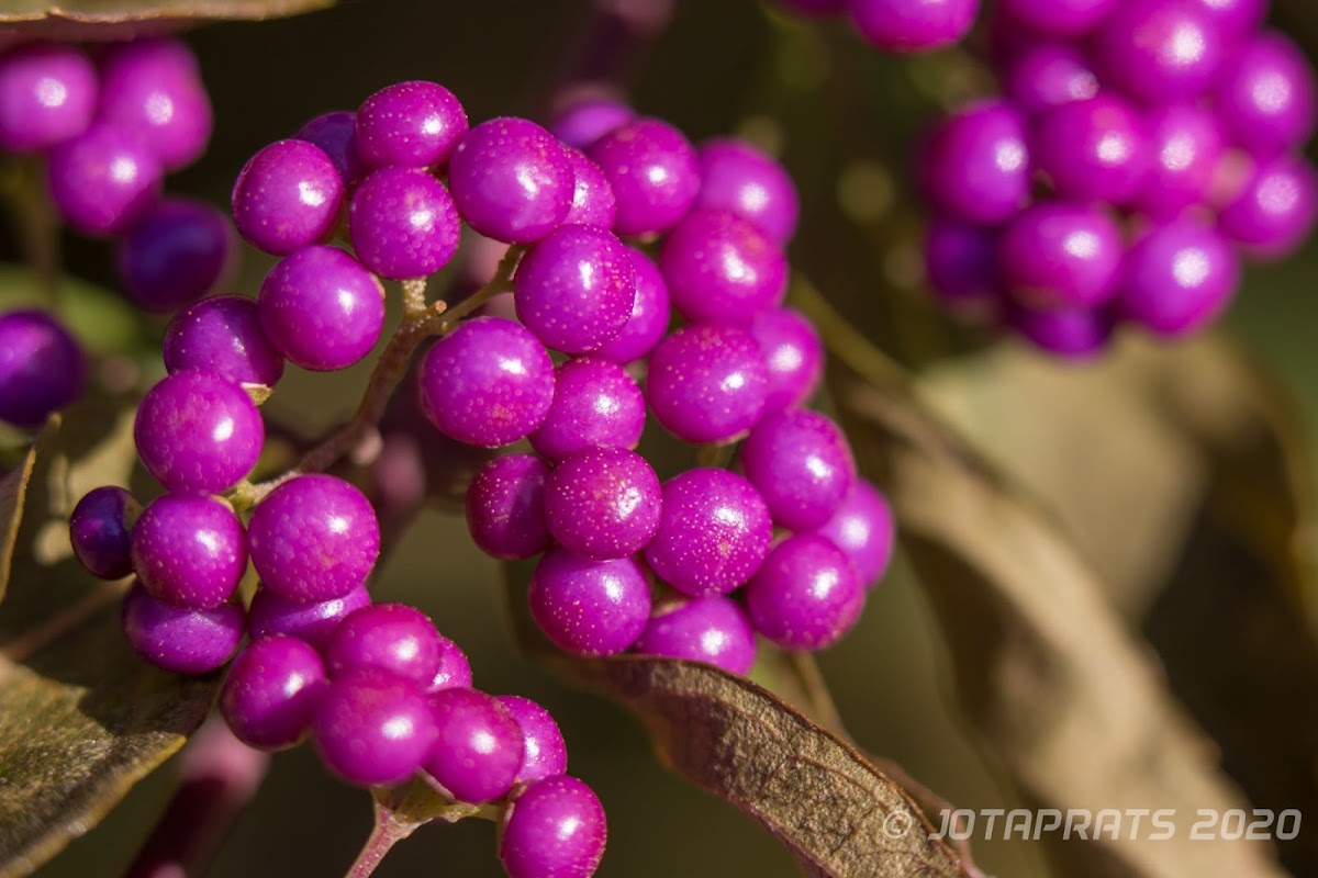 Purple Beautyberry