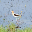 American Avocet