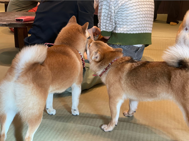 Keiワークスのまだ暑いですね・旅ログ・豆柴カフェ・鎌倉 小町通りに関するカスタム事例の投稿画像6枚目