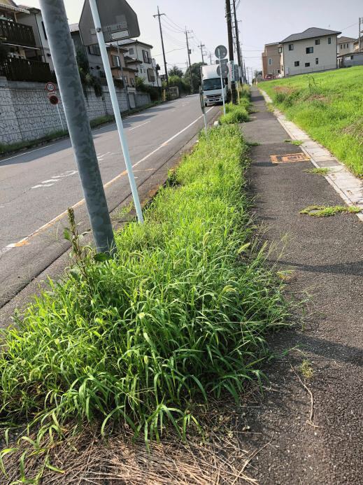 草むしり コケ カビに悩まなくてすむ透水性コンクリート お知らせ