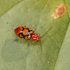 Leaf Beetle