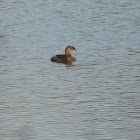 Pied Billed Grebe