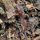 Oregon Ensatina