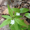 Starflower