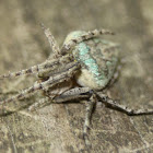 Giant Lichen Orbweaver