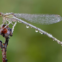 Platycnemis pennipes di 