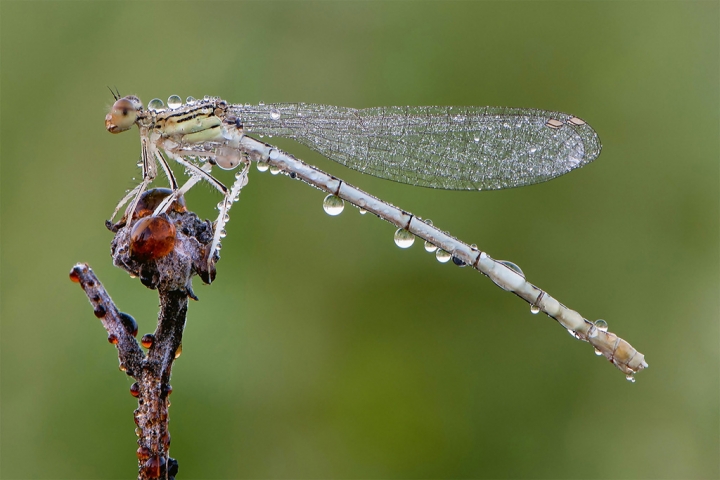 Platycnemis pennipes di www.fioregiallophoto.it