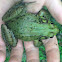 Green frog